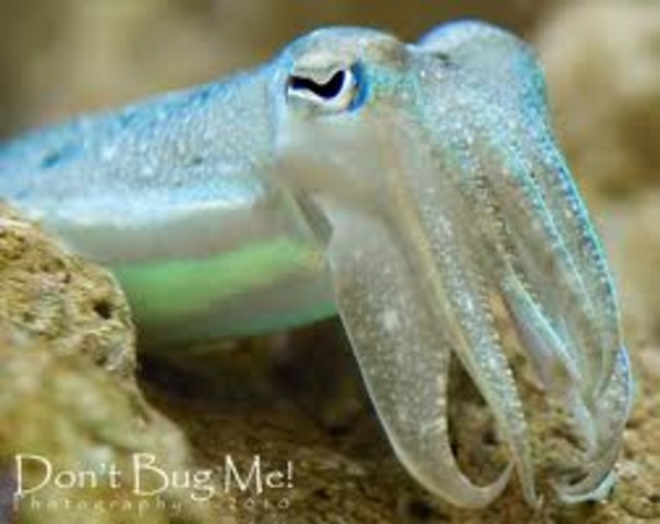 Cuttle Fish