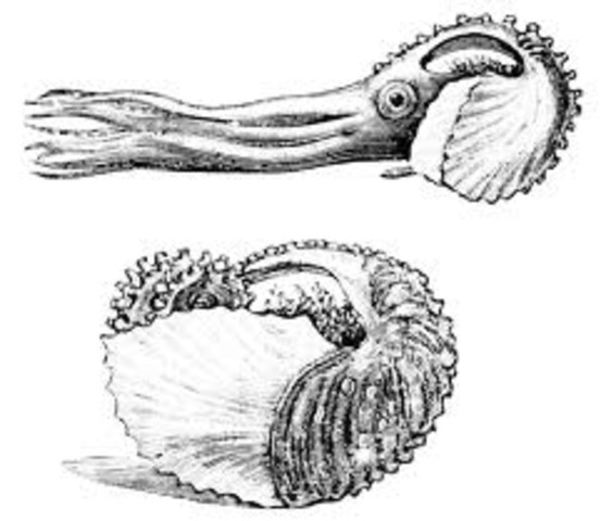 The Argonauts\Paper Nautilus