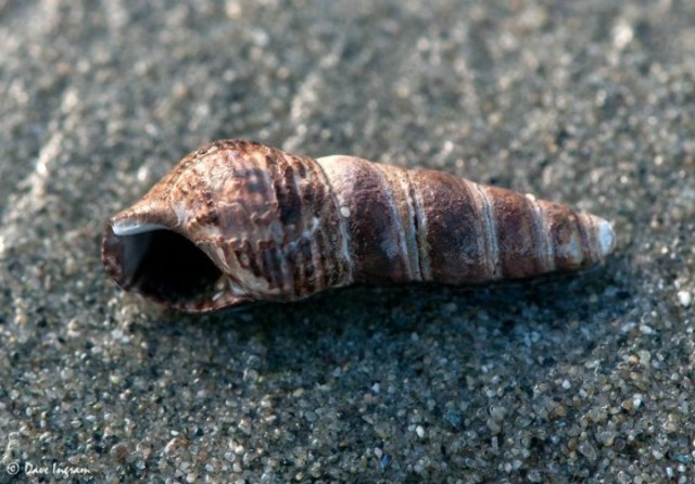 Mud-Flat Snail