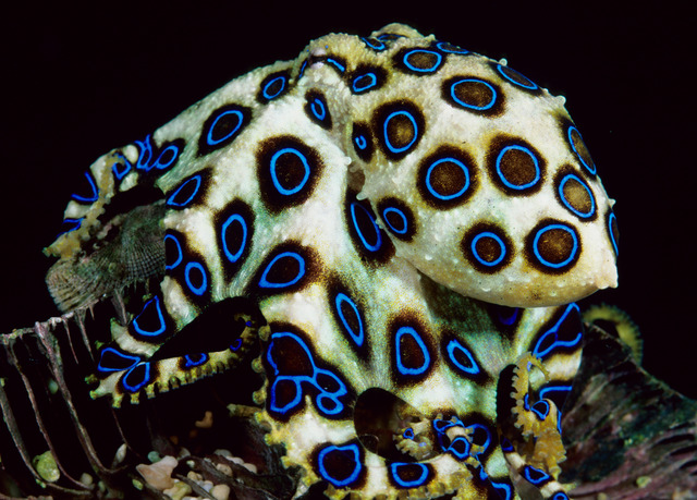 Blue Ringed Octopus