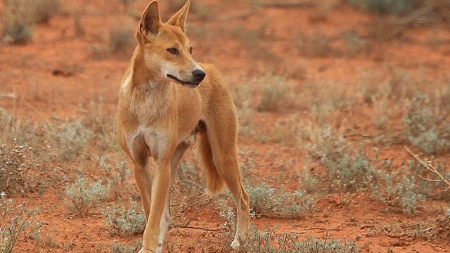 'A dingo stole my baby!'
