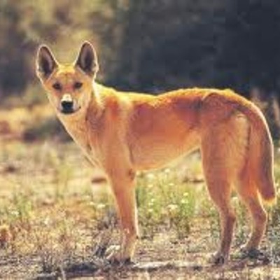 Timeline: "A dingo's got my baby"