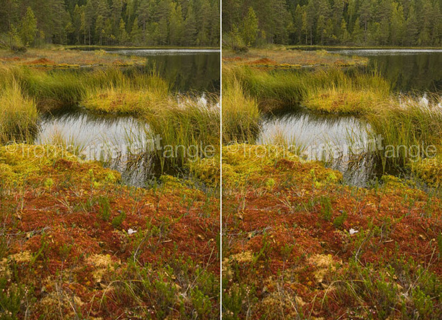 Digital watermarking system