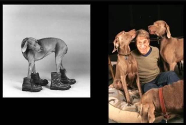 William Wegman begins photographing his Man ray.