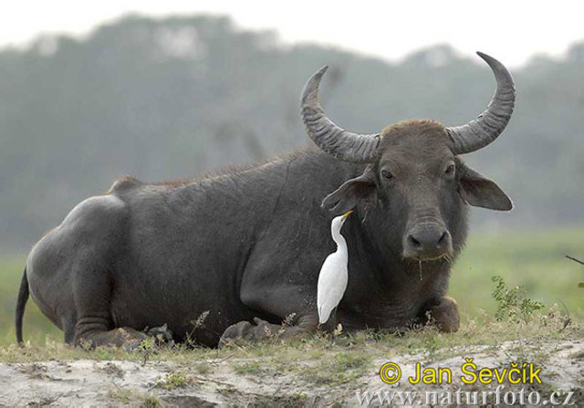 Domestication of Buffalo