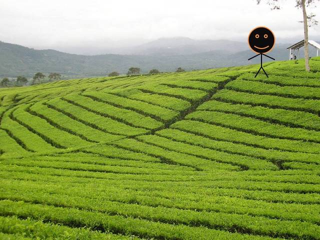 Anthony Johnson Aquires Land