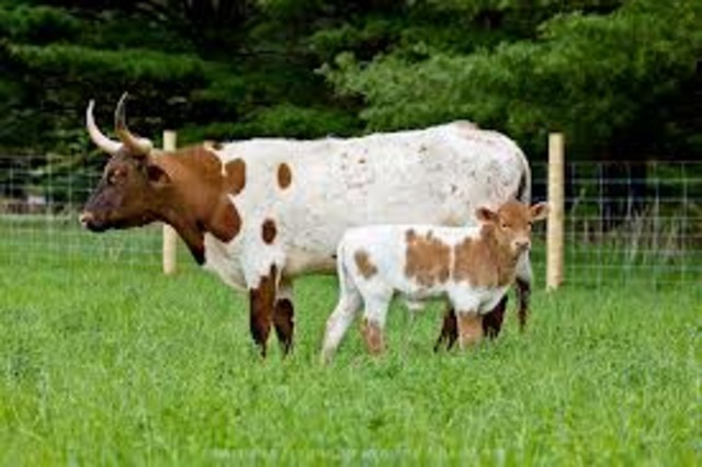 Anthony Johnson Owns Cattle