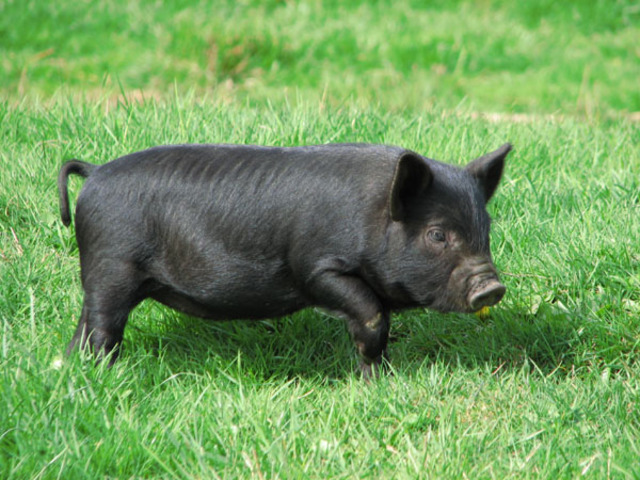 Punishment of slaves for the first and second offence fo hog-stealing II