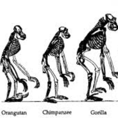 Timeline: Human Evolution