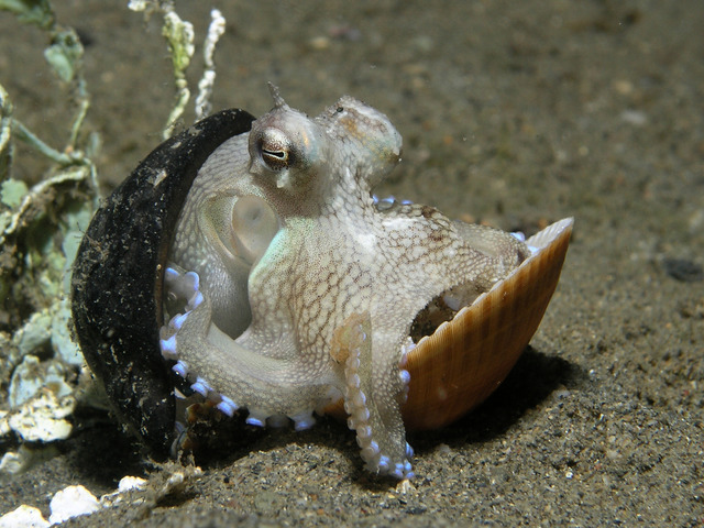 Coconut Octopus