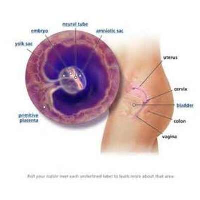 Timeline: Fetal Development Timeline