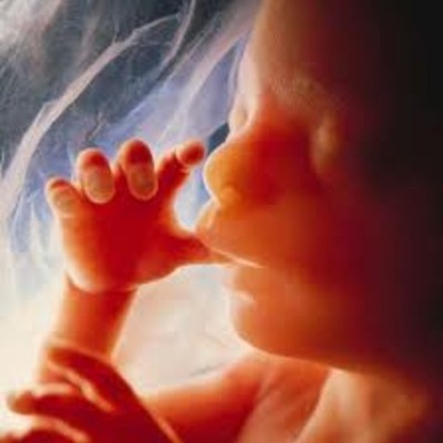 Timeline: Fetal Development Timeline