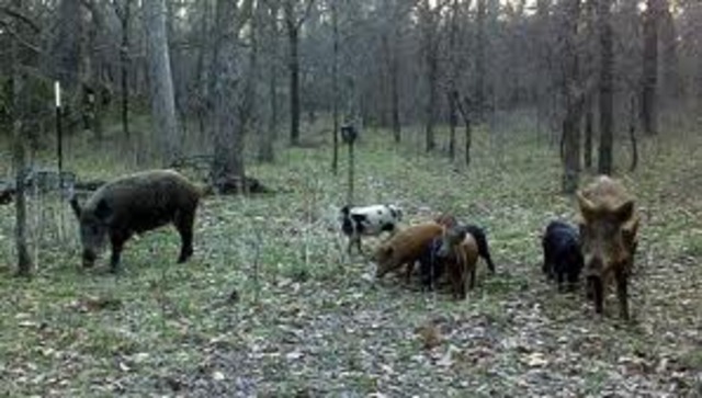 April 1699 Act VI Hogstealing