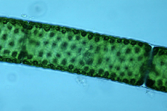 Antony van Leeuwenhoek