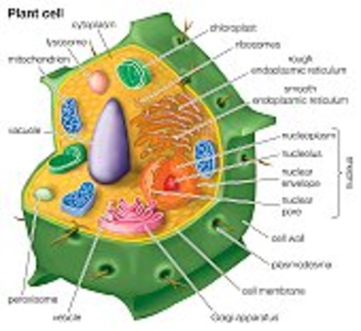 Charles-Francois Brisseau de Mirbel