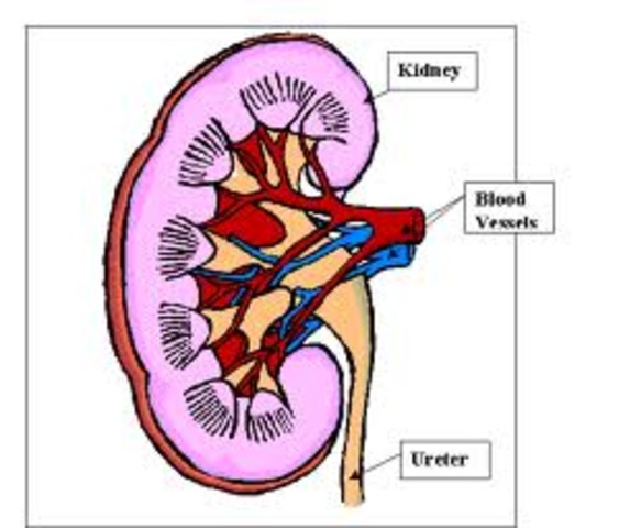 First Organ Transplant