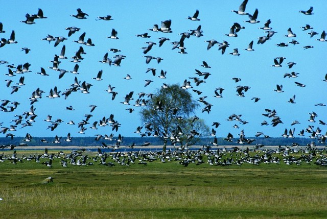 Wallace natural selection