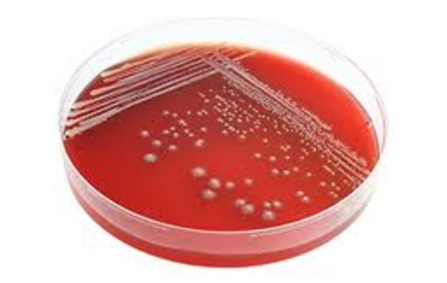 Alexander Fleming made Penicillin.