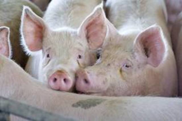 The Slaves' Punishment for Hog-Stealing Part 1