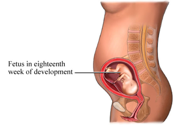 Week 18 in Second Trimester