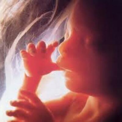 Timeline: Fetal Development  Timeline