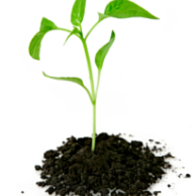 Timeline: Botany by Max Stravitz