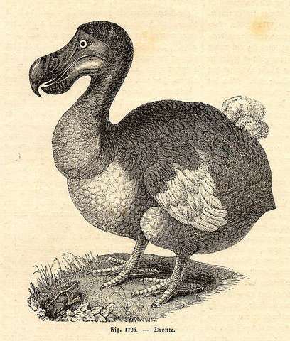 Dodo