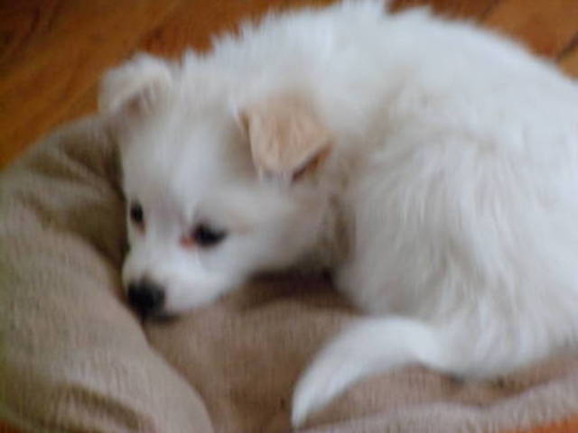 When i first got Chuchu (: