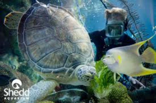 Went to the Shed Aquarium.