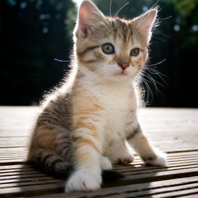 Timeline: My Cat's Best Moments