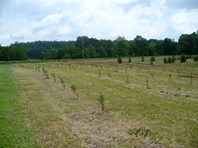 Der Vater und Peter wohnten in Amerika.