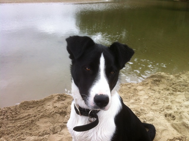 Our Family got a new dog