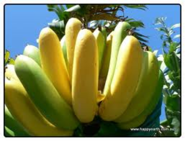 MORE BANANASSSSSSSSSSSS