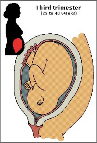 Third Trimester Starts