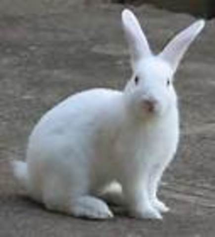 Got a new pet: Nibbles the rabbit