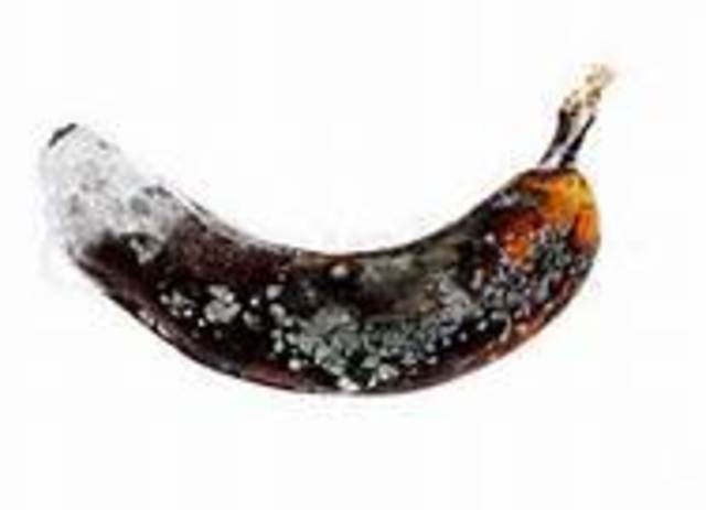 THE MOLDY BANANA