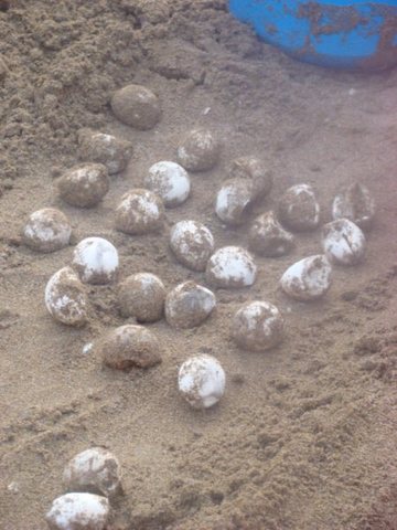 i saw baby sea turtles hatching and running to the sea (in Cyprus)