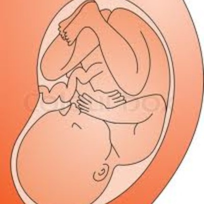 Timeline: Fetal Developement Timeline