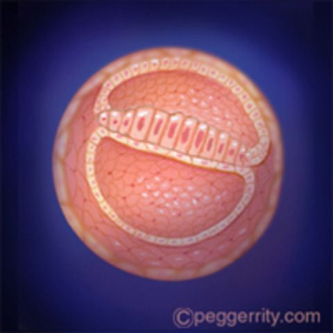 Week Four (Embryo)
