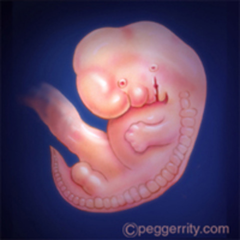 Week Eight (Embryo)