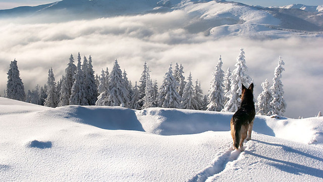 The Kidnapping of Buck