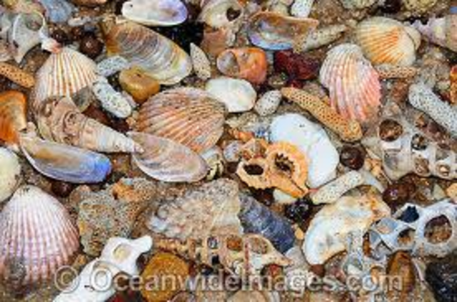 Seashells