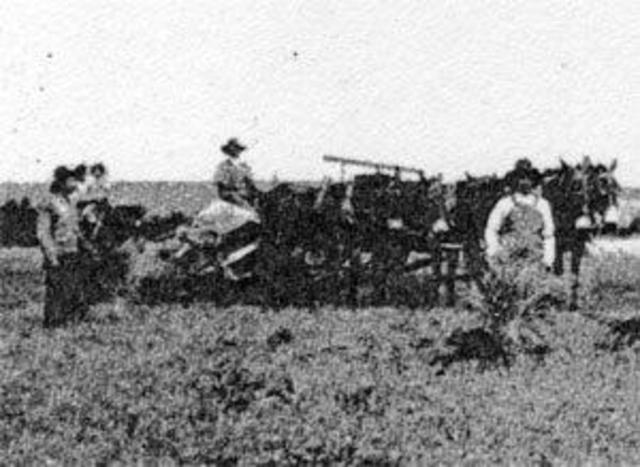 in the north, the new england area was settled and the first settlers established stations on the rich black soil of the Darling Downs
