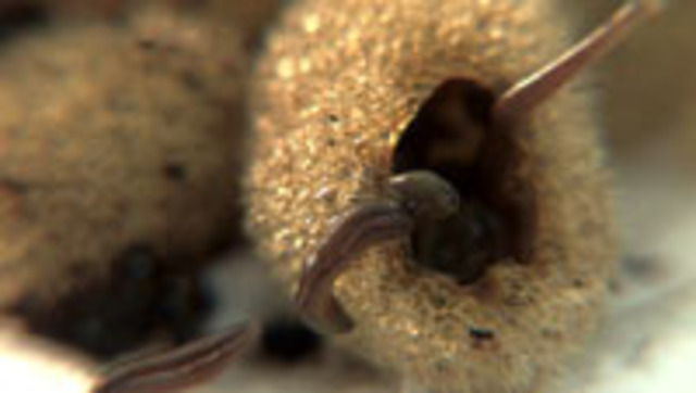 Descubrimiendo de las esporas blancas.