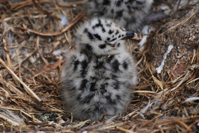 Sandy Ayala comes to SSU