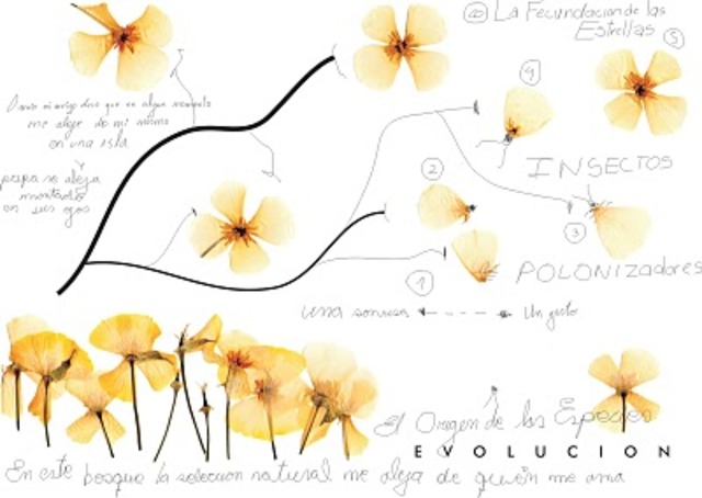 Transmutación de las especies.