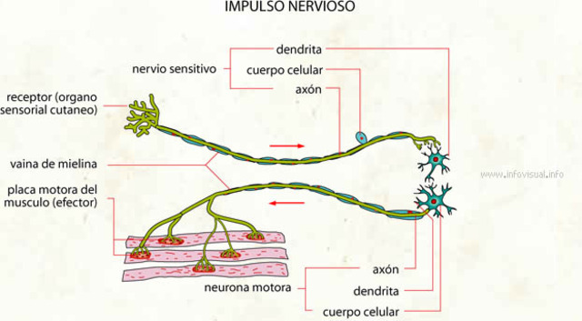 Impulso nervioso