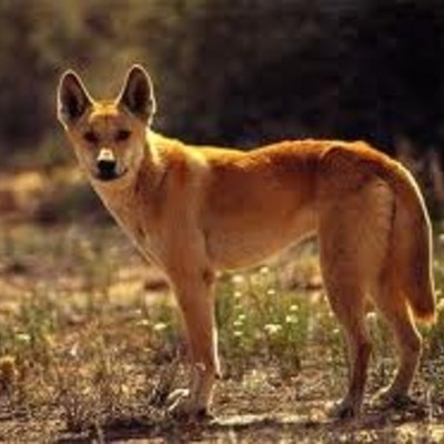 Timeline: A dingo has got my baby!