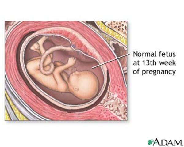 Prenatal - Urine