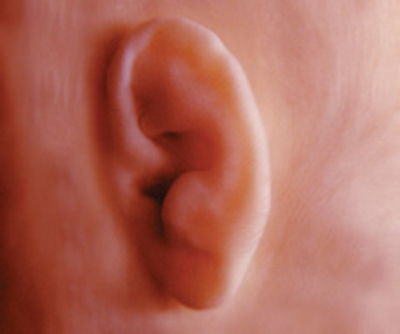 Prenatal - Hearing
